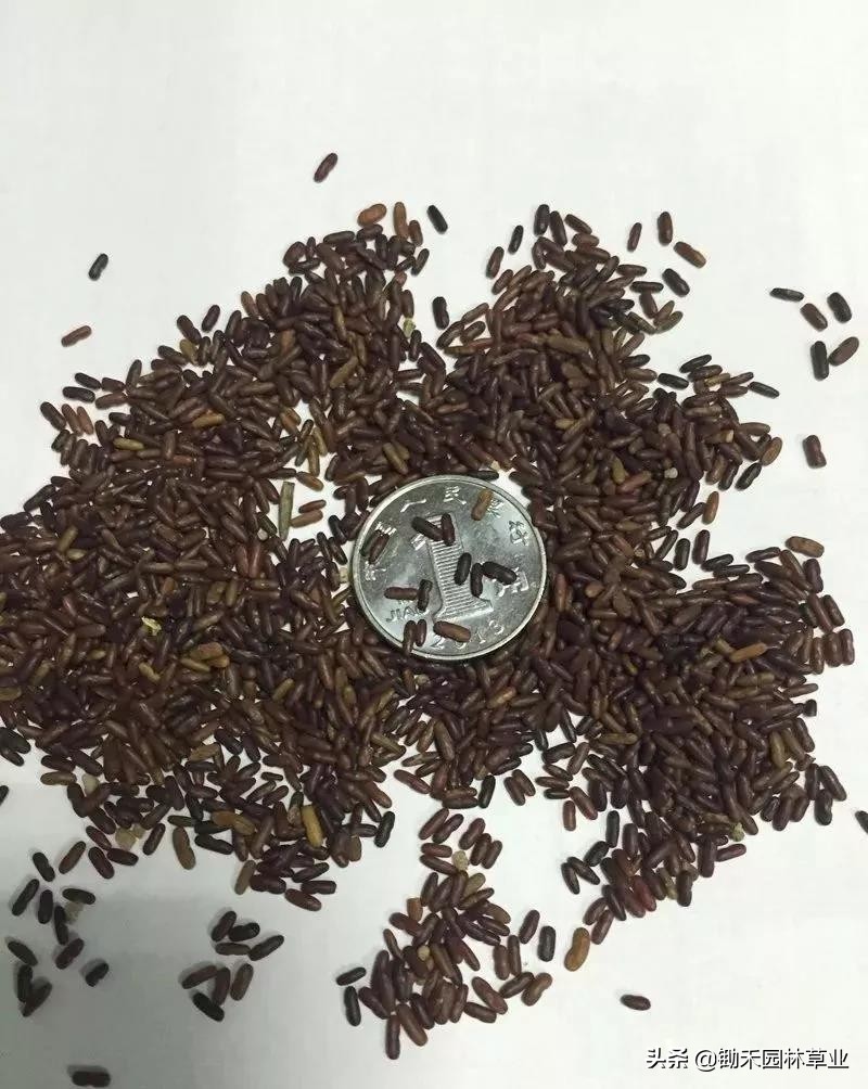 适合盐碱地的植物有哪些,绿化草耐旱品种