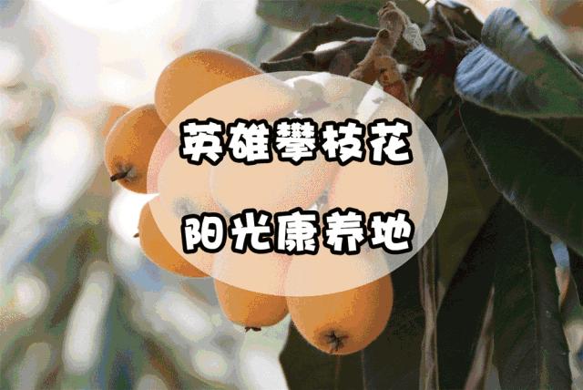 收藏！吐血整理《2019攀枝花大全》，看完秒变“地道”攀枝花人~