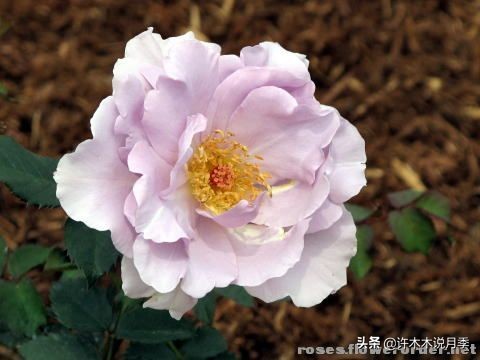 稀有月季蓝色妖姬,颜色比较稀有月季有哪些品种