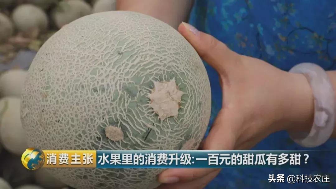 甜瓜最好卖的有哪些品种,菠萝猕猴桃芒果甜瓜什么最贵