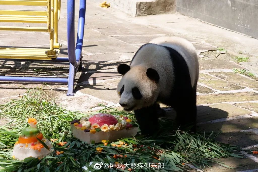 为什么全世界都喜欢大熊猫,世界各地的人们都喜爱大熊猫英语