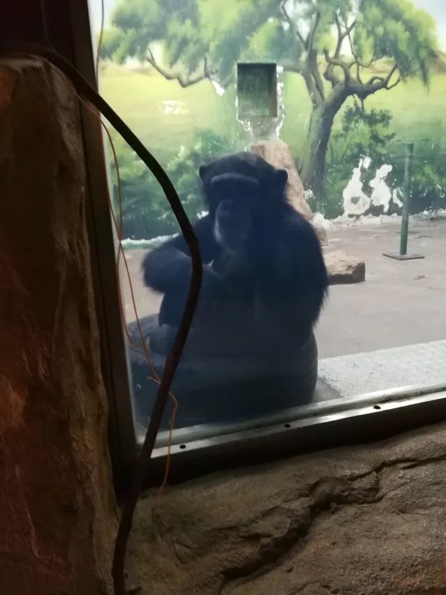 在上海迪士尼怎么玩比较快呢,在上海迪士尼玩一整天