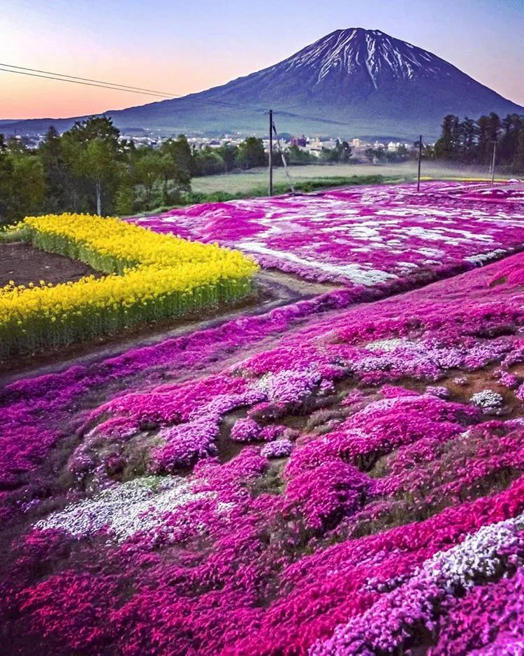 北海道的雪有多美,北海道到底有多吸引人