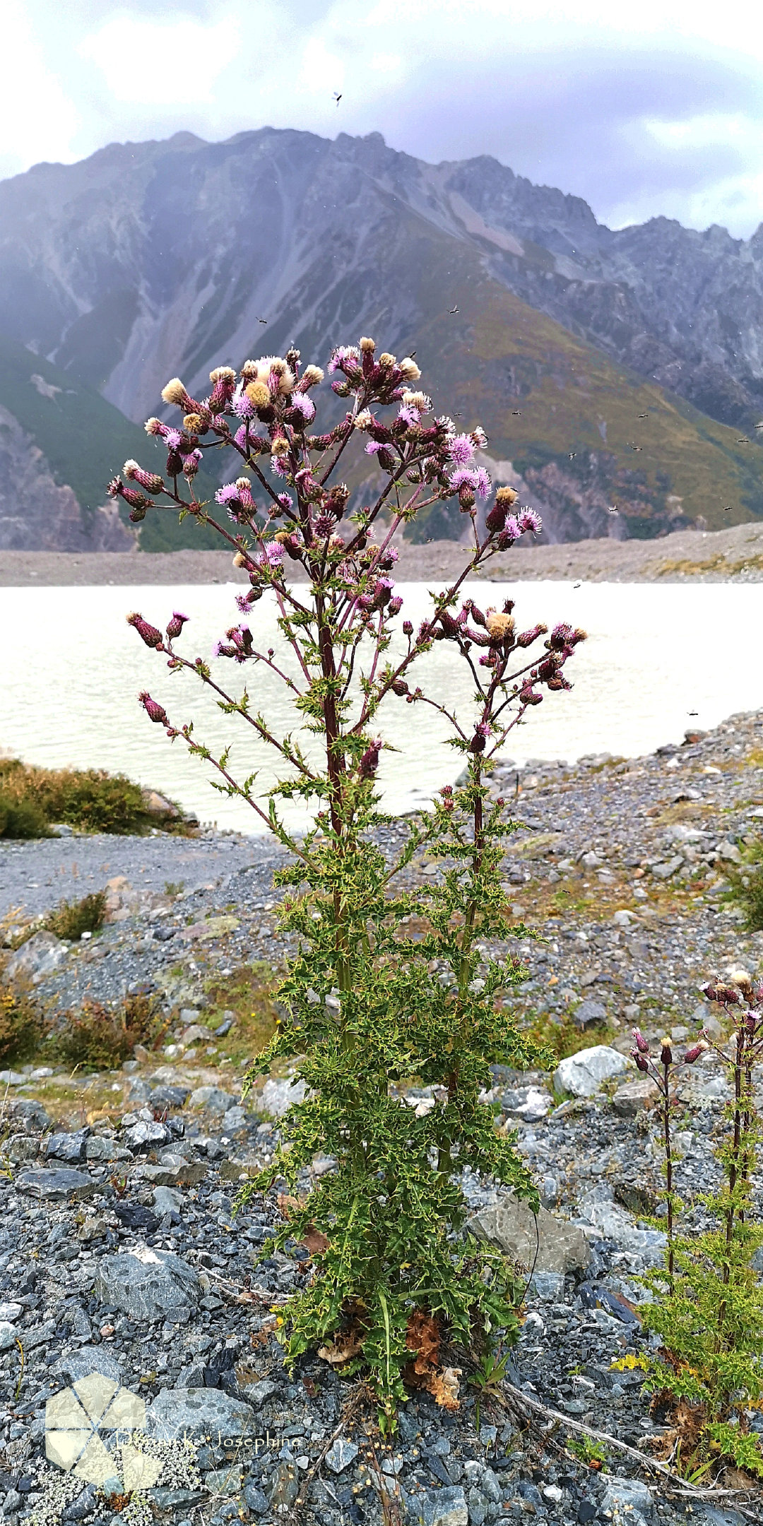新西兰南岛一日游,新西兰南岛旅游地图