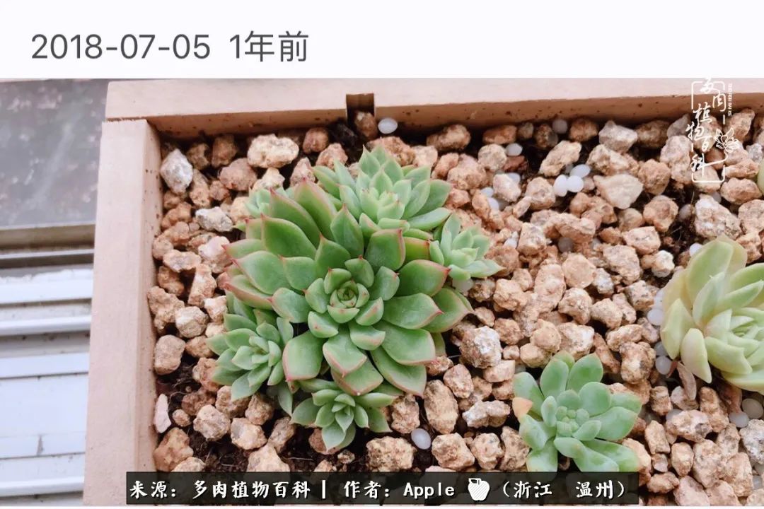 多肉成长记观察记录怎么写,多肉成长记录观察展板