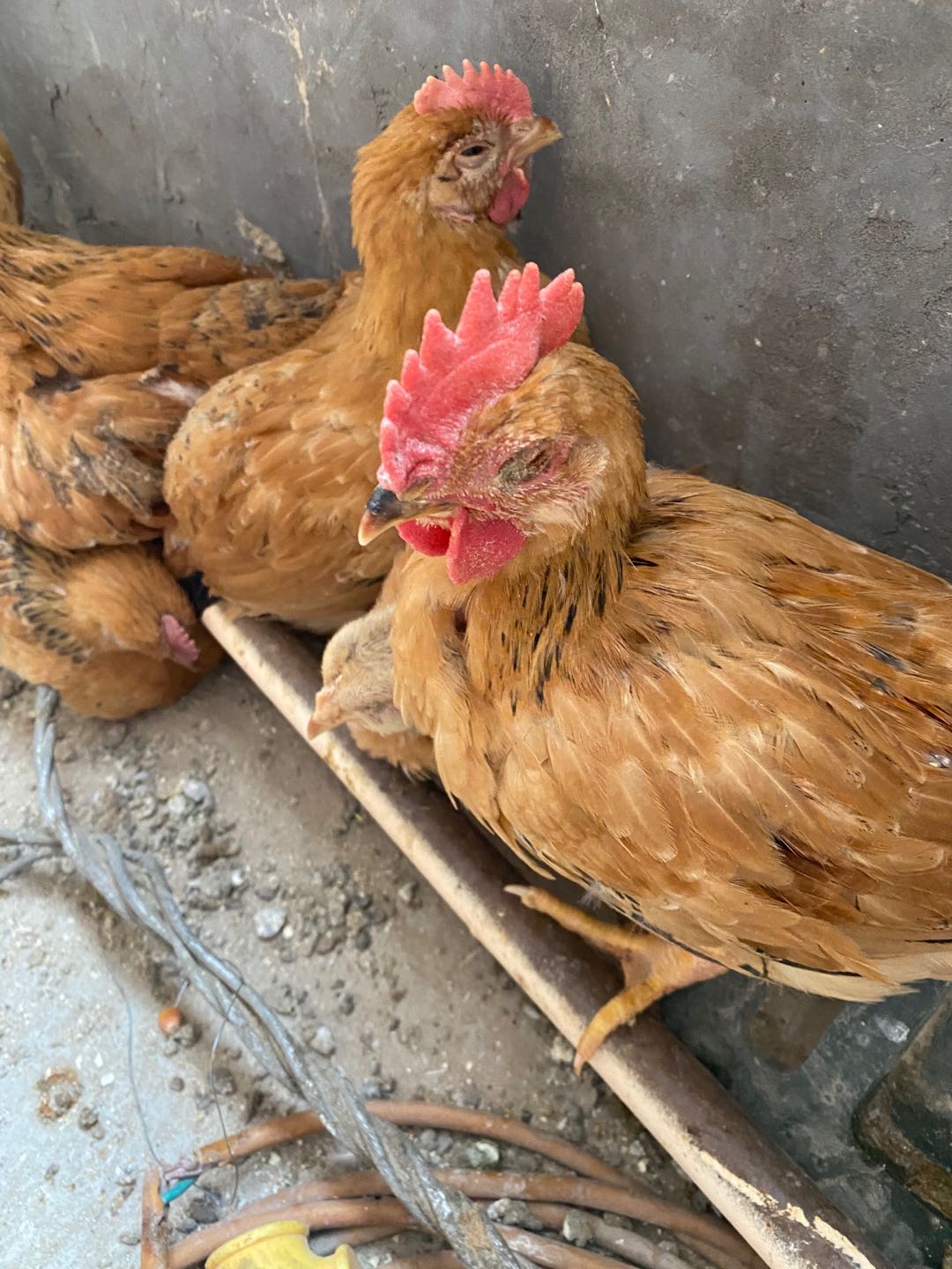 鸡生病怎么治才能除根,鸡生病怎么办最简单的方法