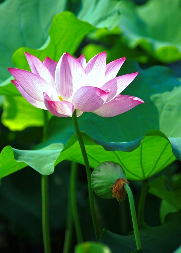 励志人生感悟正能量句子经典,正能量励志激情经典语录