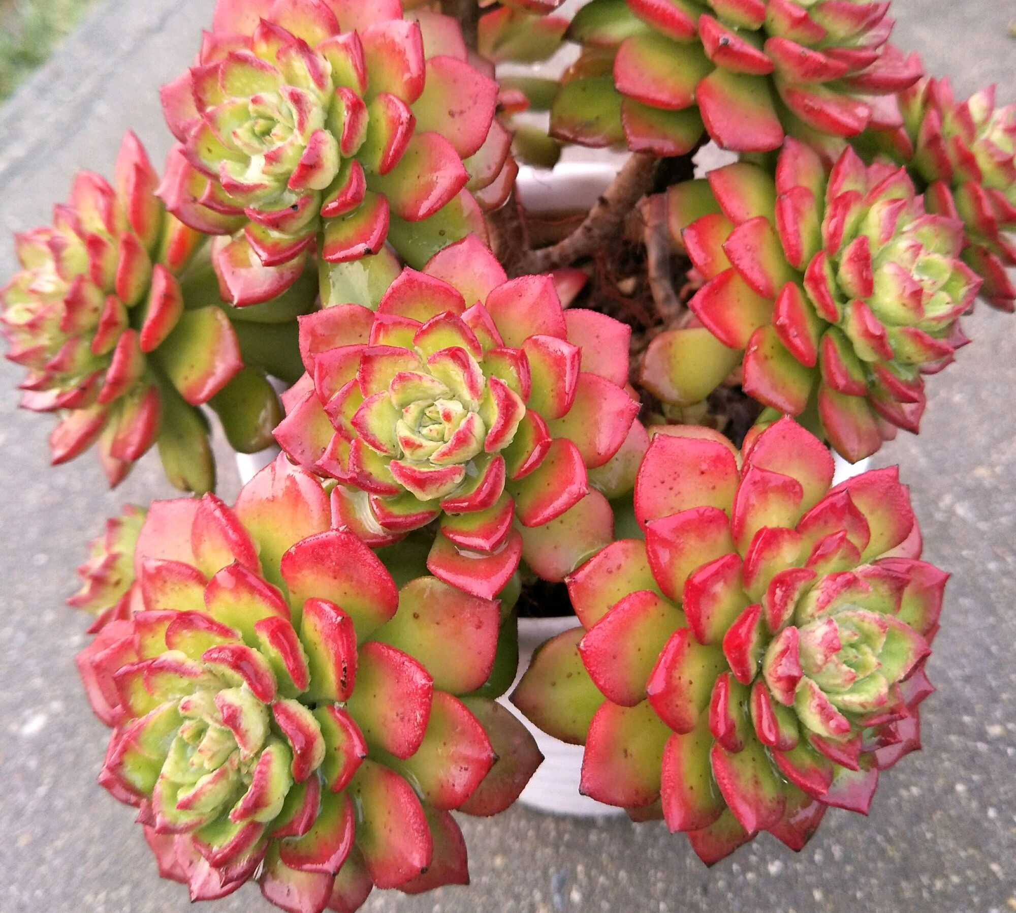 买回来的多肉怎么养,多肉蒂亚的叶子一摸就掉是咋回事