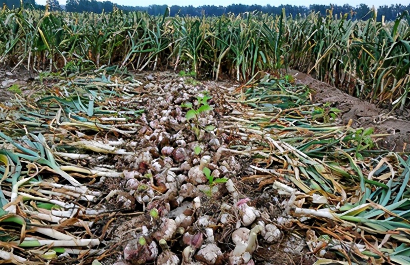 大蒜种植时间和方法和蒜蛆的防控,大蒜种植时间和方法作文