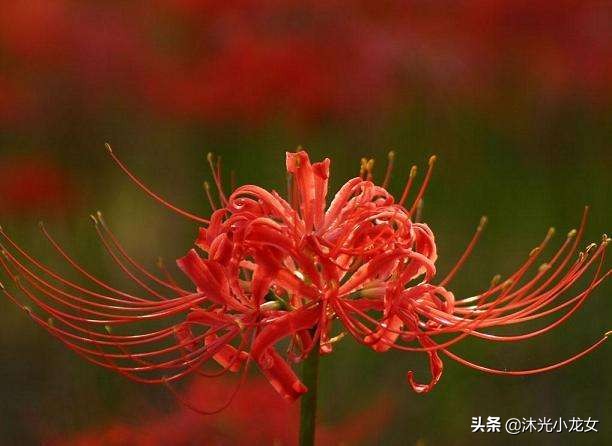 曼珠沙华彼岸花的故事,曼珠沙华彼岸花成品