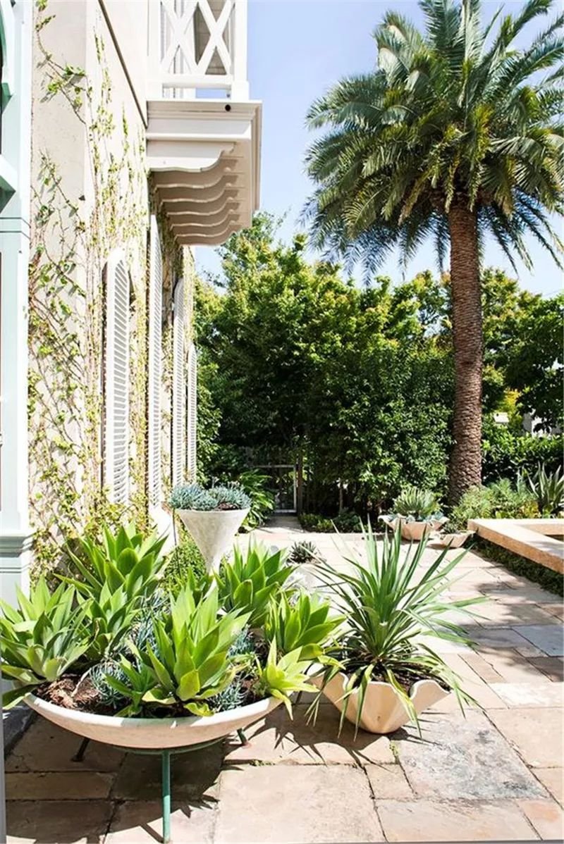 老外的多肉盆景惊艳了世界,多肉庭院美极了