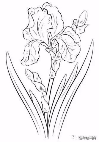 工笔花卉线稿和色稿,花卉白描线稿