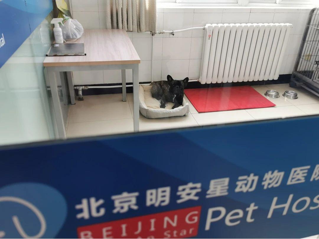 走进学者型院长的思维花园  专访明安星动物医院院长刘德