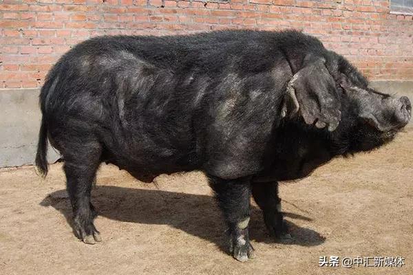 名猪大集合，看看你认识几个？