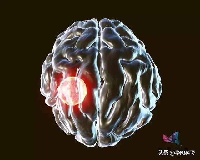 怀孕期间能够养宠物猫狗吗,怀孕养猫狗对宝宝有影响吗