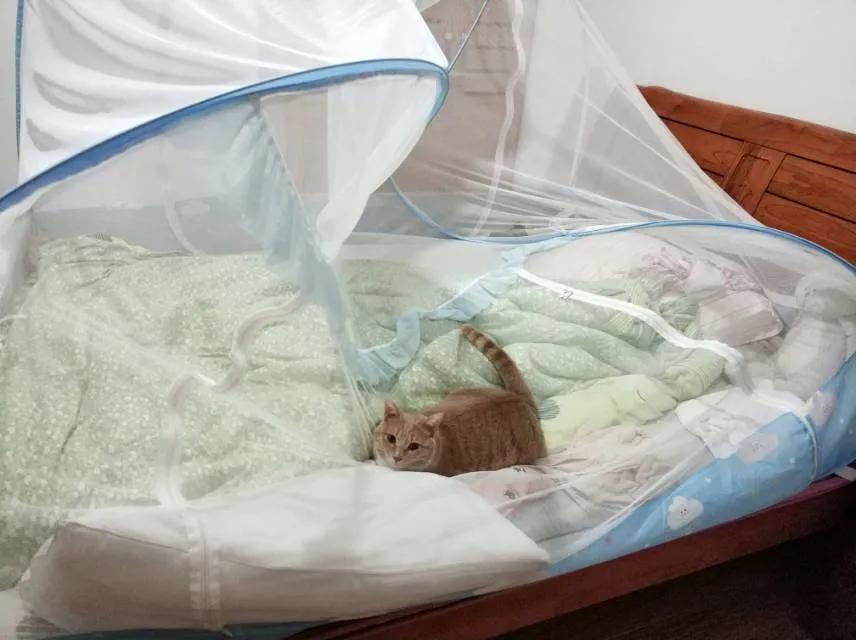 合租养猫劝退指南,《养猫劝退指南》