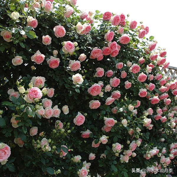 如何制作月季的肥料,月季自制液体肥怎么用最好