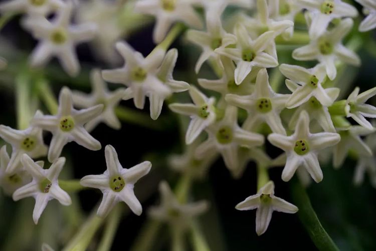 你家喜欢养的这种花居然有毒?不要放室内,更不要让小孩接触