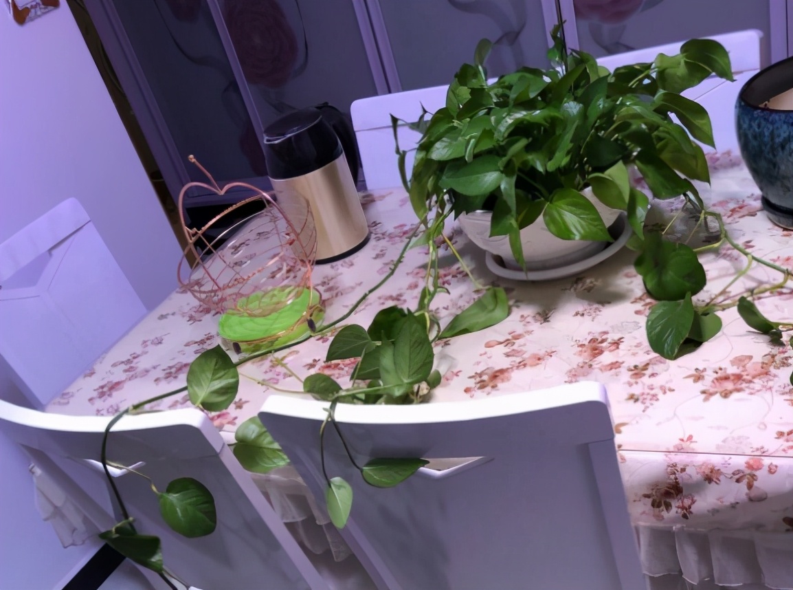 绿萝养得太旺盛了怎么办,绿萝养了一年不长怎么办