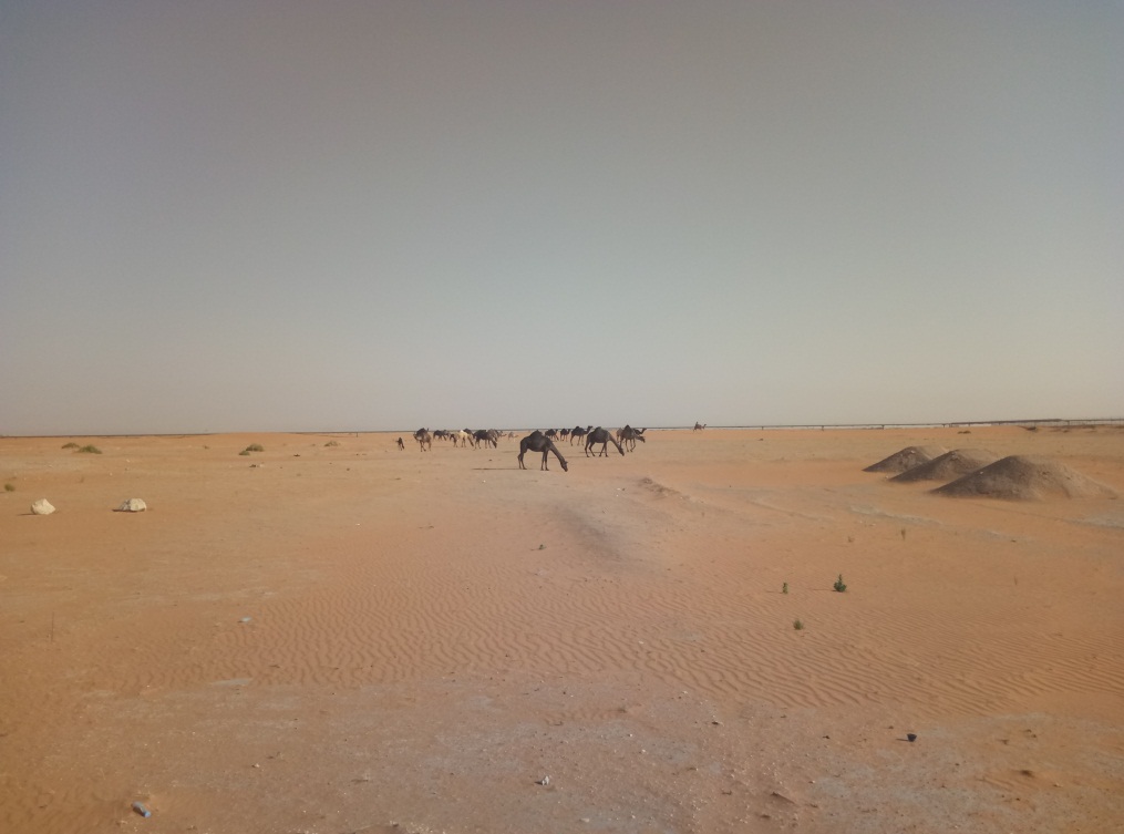 一个沙特打工仔的自述，完全不同的中东风情