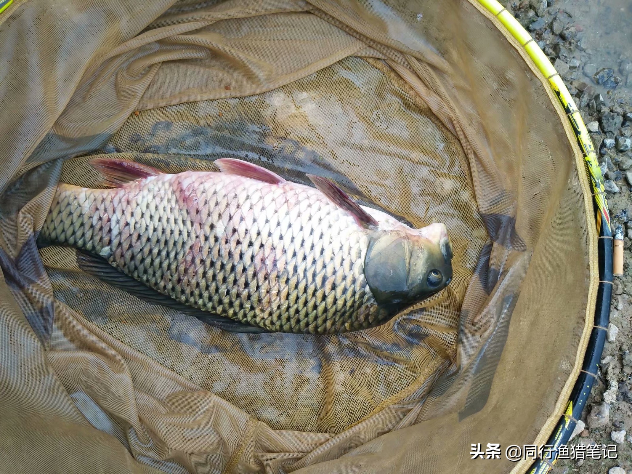 鱼有红血丝怎么治,鱼身上出现红血斑怎么办图片