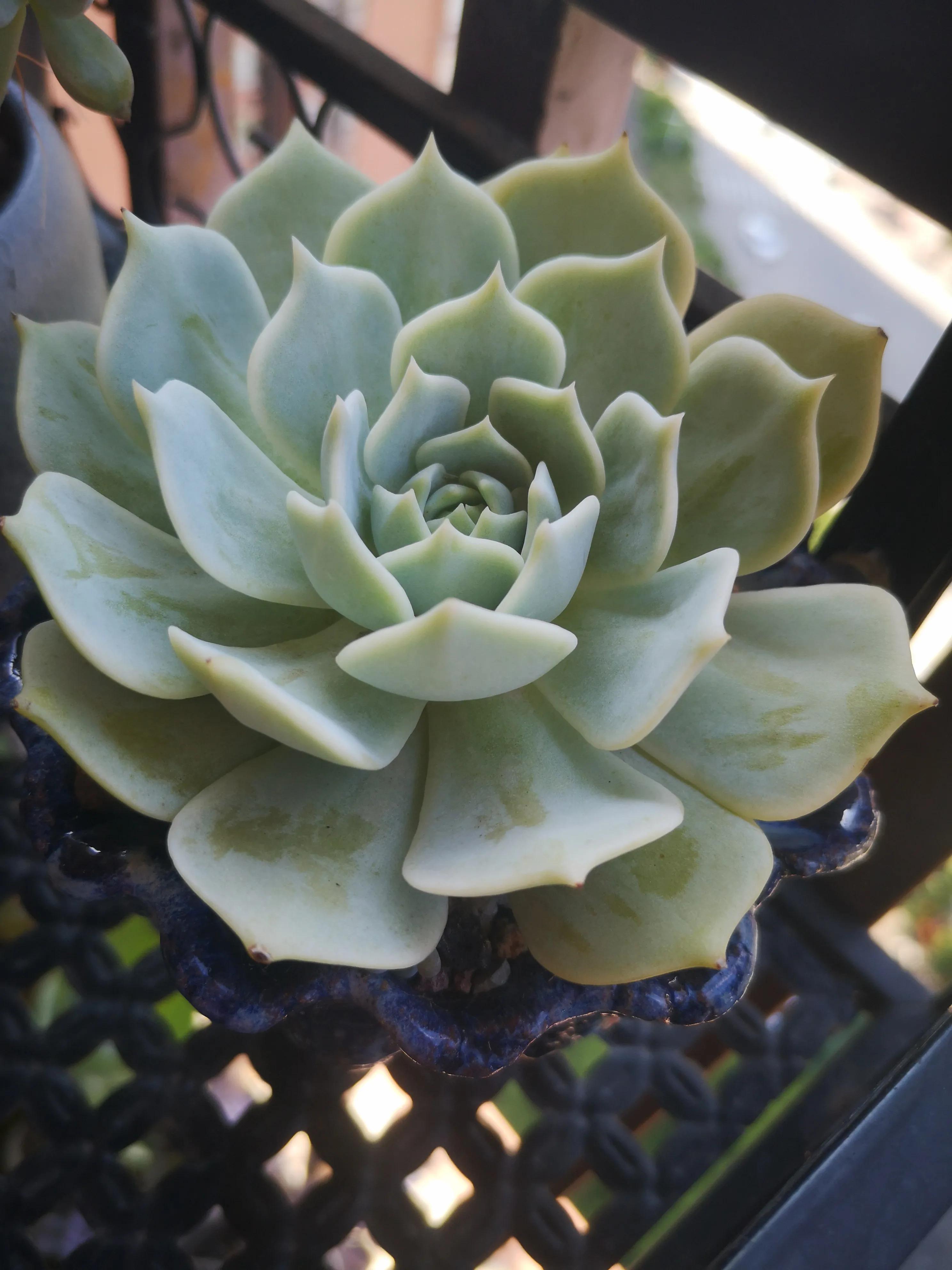 离家半个月叶插的多肉怎么办,离家一周的多肉