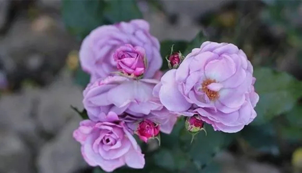 100种月季品种大全集,适合地栽的蓝紫色月季有哪些