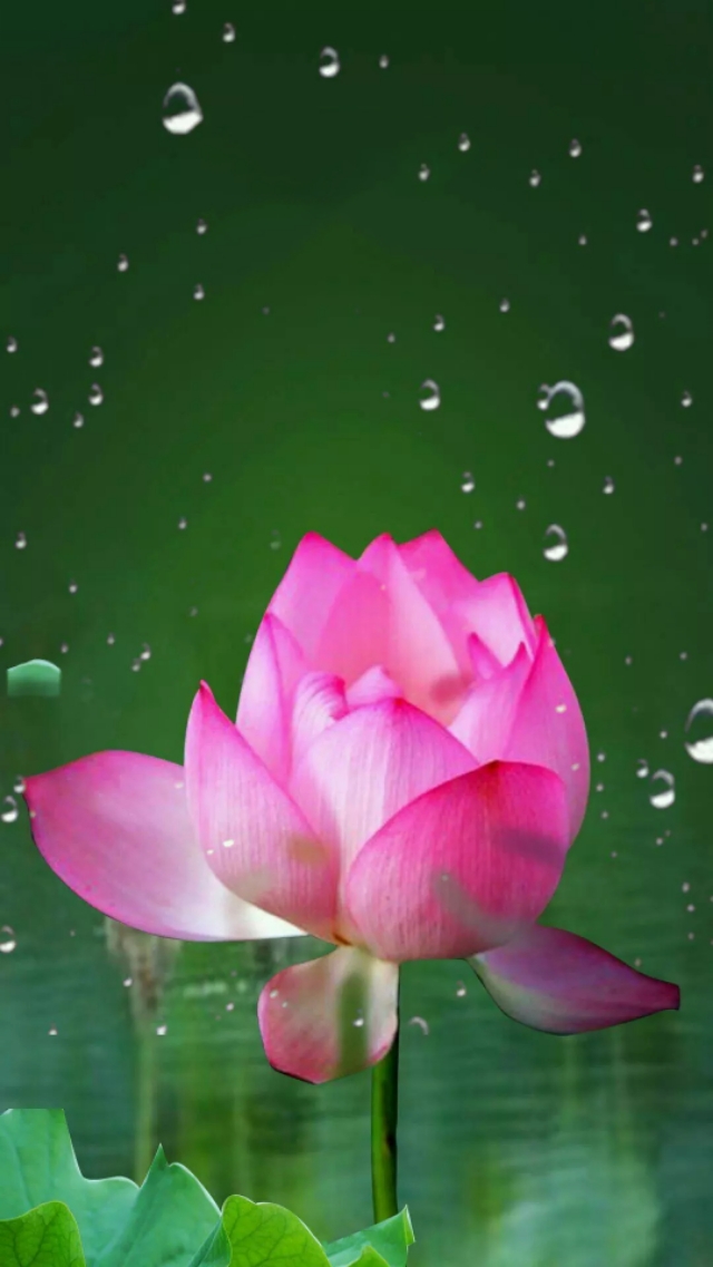 小清新花朵壁纸唯美文艺,唯美淡雅花朵风景图片壁纸