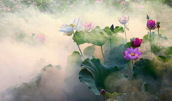 江西省萍乡旅游景点大全地图,萍乡市莲花茶马古道旅游景区