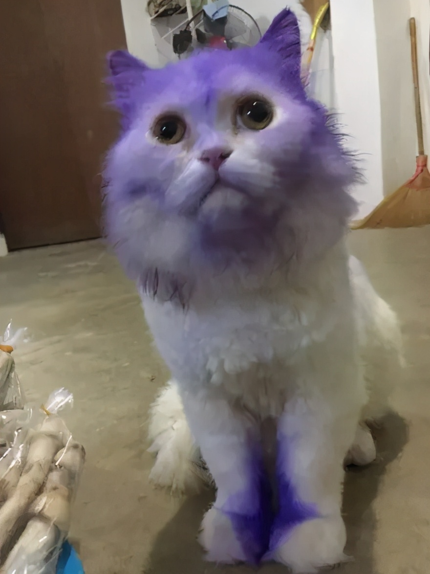 全球罕见足球猫冲上热搜,网友:指定染色!结果......哈哈哈哈