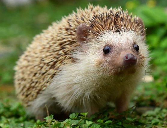 哪些野生动物会携带病毒呢,哪些野生动物含病毒