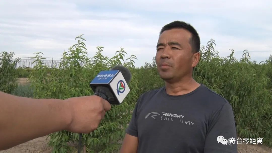 油桃红彤彤农民乐开怀