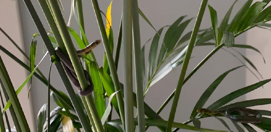 中国最危险的几条蟒蛇 (一条真正的蟒蛇到底有多吓人)