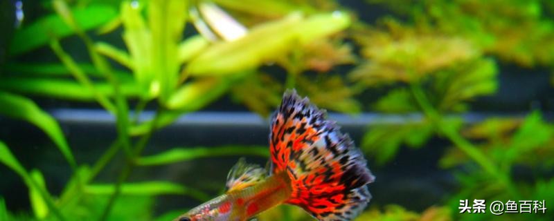 冷冻红虫喂孔雀鱼比喂饲料好吗,孔雀鱼喂上浮饲料还是下沉