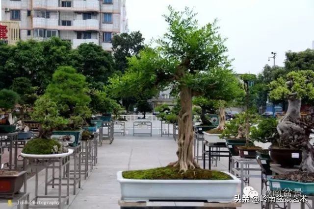 黄圃镇花店,花乡花卉绿植区