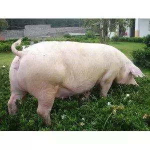 怎么减少养猪场母猪发病,养猪技术母猪便秘的8个解决方法