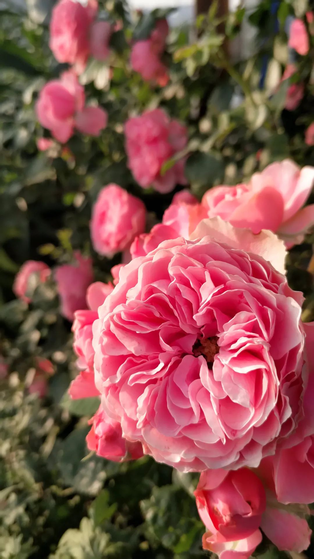 一棵粉达，撑起一座花园的一个春天