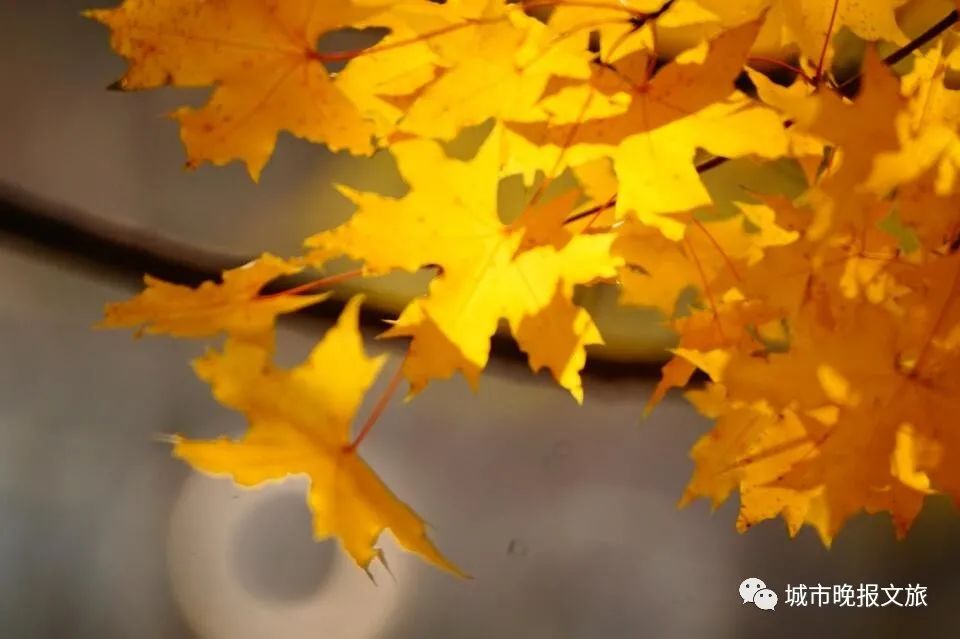 城晚拍拍丨秋色如画