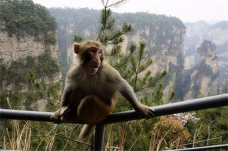 自驾张家界天门山攻略详细,张家界雪景天门山攻略