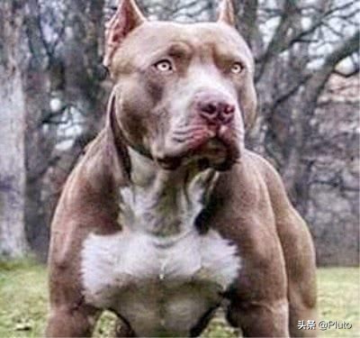 社会平头哥大战凶猛的比特犬,比特犬对战平头哥实战视频