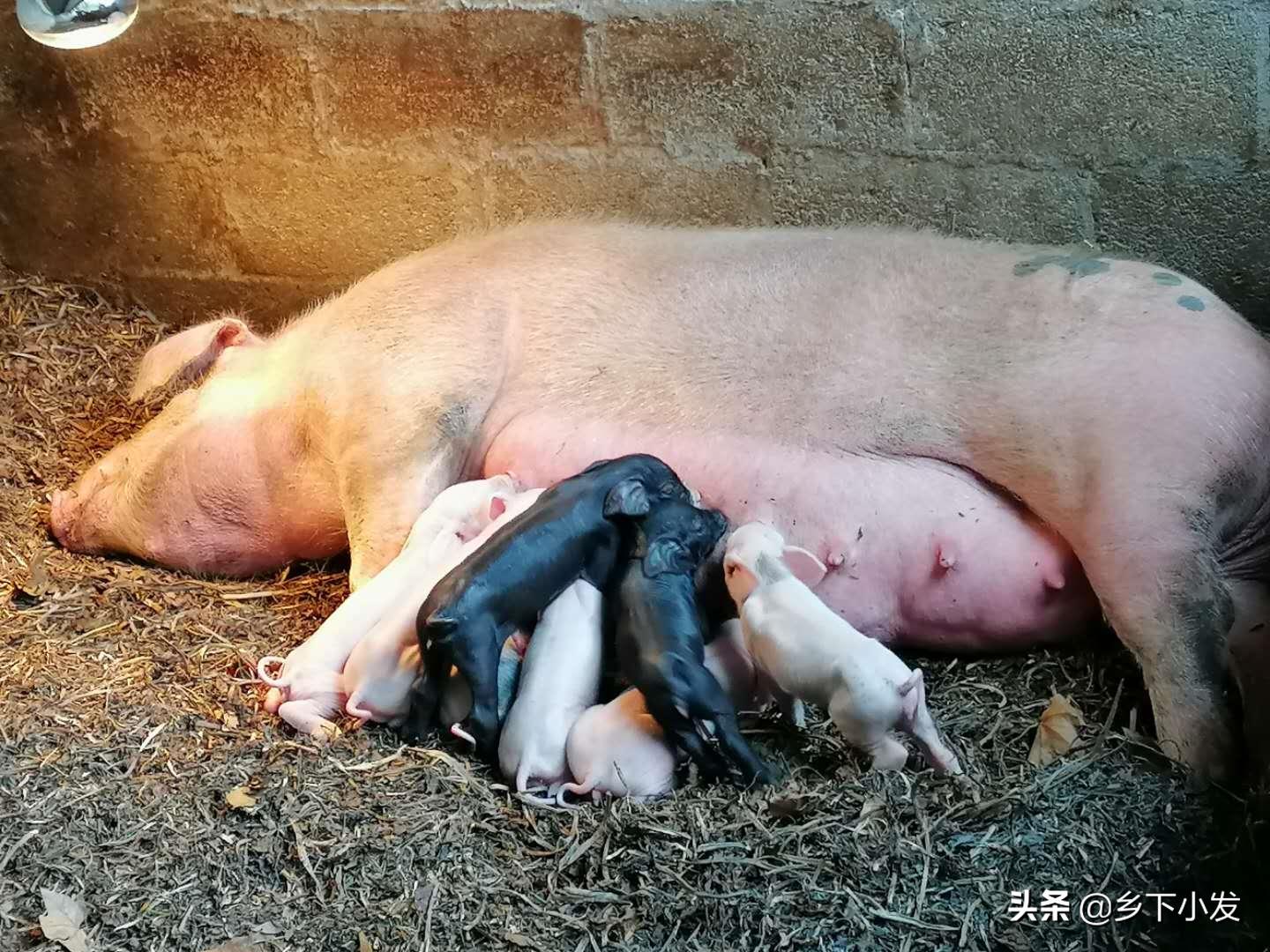 母猪产后怎么护理视频大全,母猪的产后护理应该注意什么事项