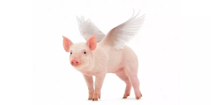 ps花仙子合成教程,ps合成狗狗教程