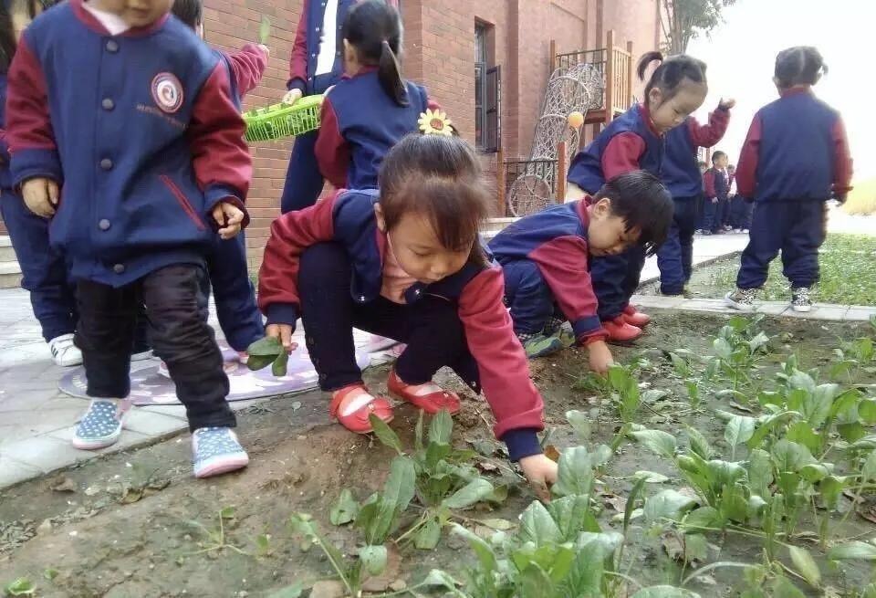 鸿容幼儿园怎么样,郑州鸿容幼儿园