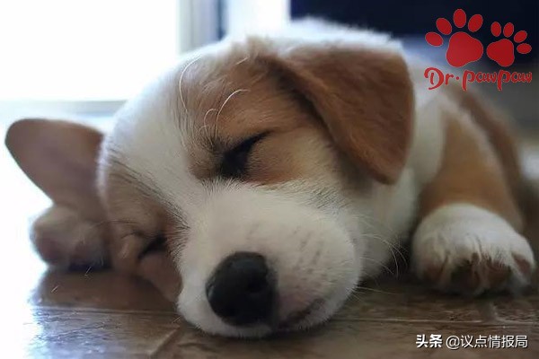 狗狗发烧感冒有什么症状,狗狗发烧有什么症状和治疗方法