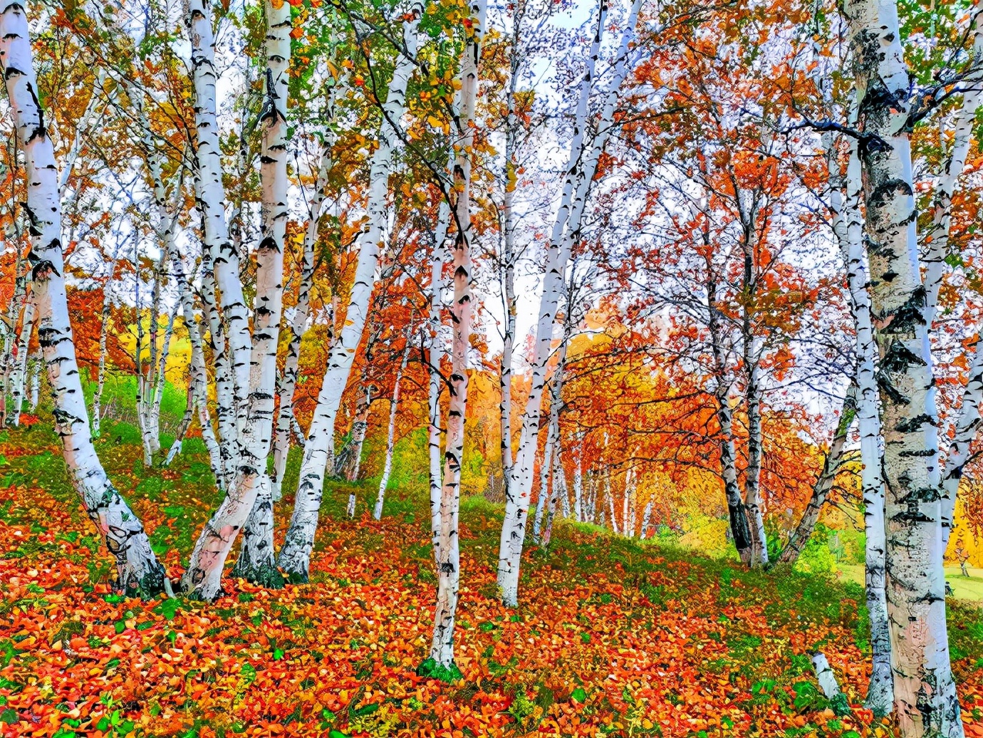 秋季最美的白桦林风景,坝上草原白桦林秋色图片