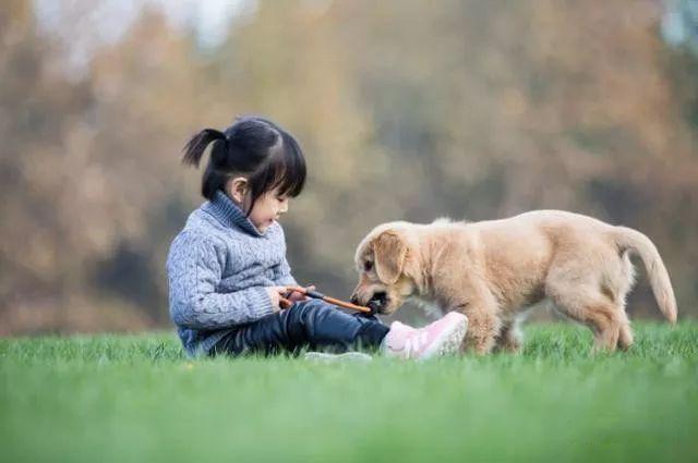 家庭伴侣宠物,家庭伴侣犬适合陪伴孩子的小型犬