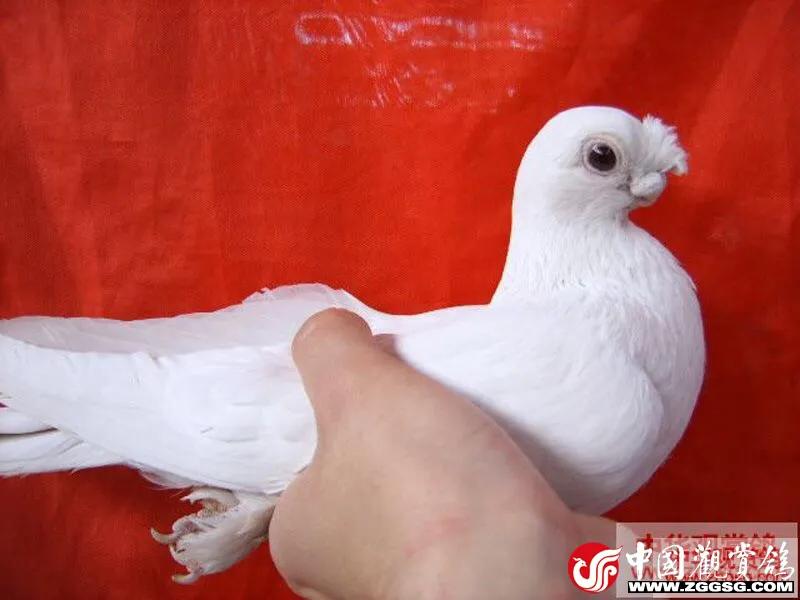 北京鸽哨制作,北京鸽哨晨曲