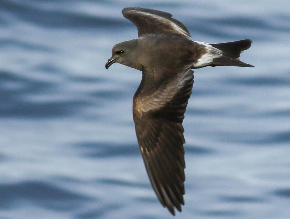 东江揽胜,惠州淡水常见鸟类图谱