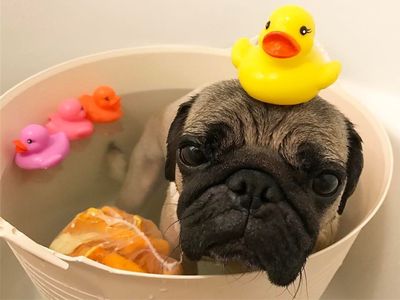 巴哥犬为什么越来越少人养了,巴哥犬为什么不建议养一对呢