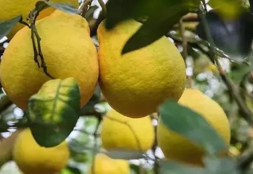 容县沙田柚挑选视频,如何挑选沙田柚视频